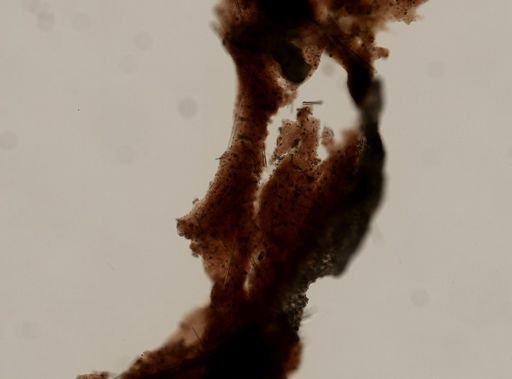Ecionemia