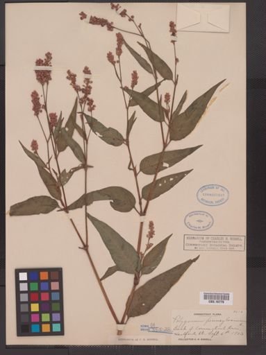 Polygonum pensylvanicum