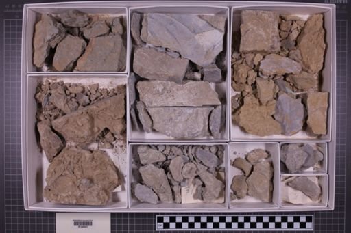 mixed taxa, stratigraphic collection