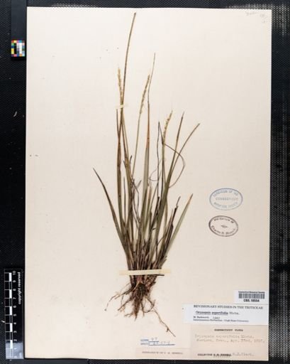 Oryzopsis asperifolia