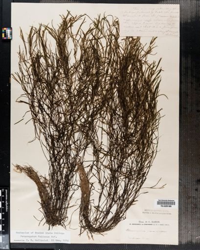 Potamogeton foliosus