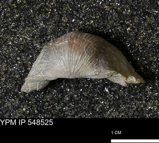 Stropheodonta navalis