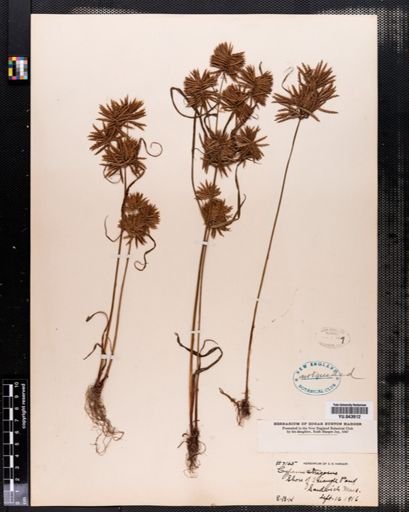 Cyperus strigosus