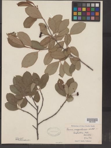 Prunus susquehanae