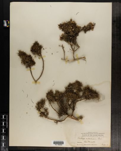 Plantae