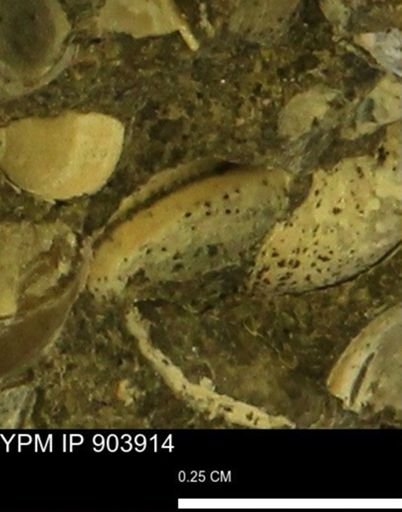 undet. Bivalvia