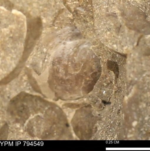 Protocardia subquadrata