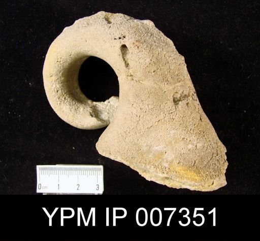 Tremanotus chicagoensis