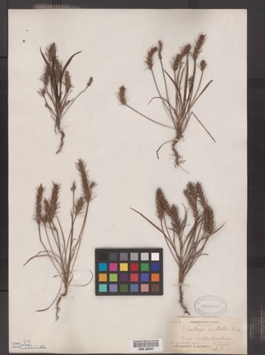 Plantago aristata