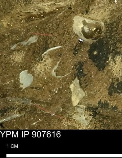 undet. Mollusca