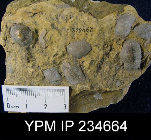 Marginifera muricatina