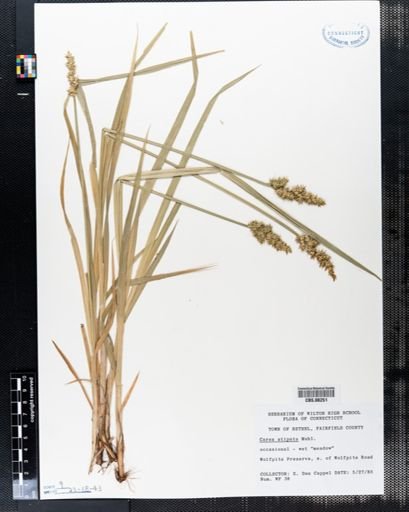 Carex stipata