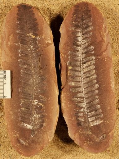 Pecopteris