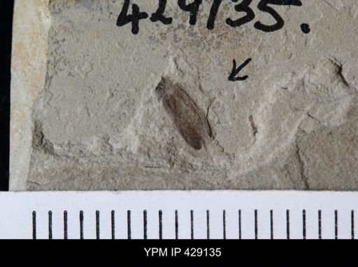 undet. Coleoptera