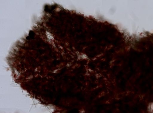 Ophlitaspongiidae
