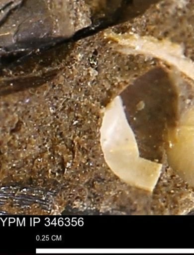 undet. Mollusca