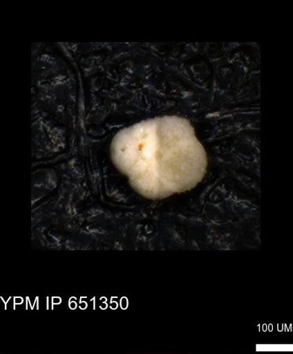 undet. Foraminiferida
