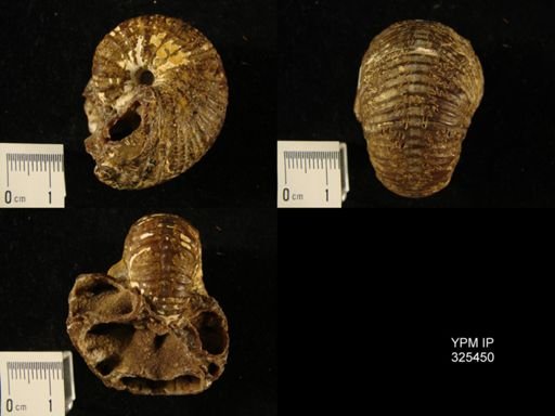 Scaphitidae
