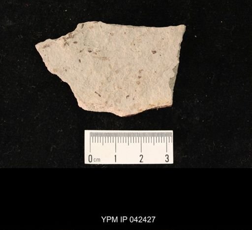 taxon undetermined