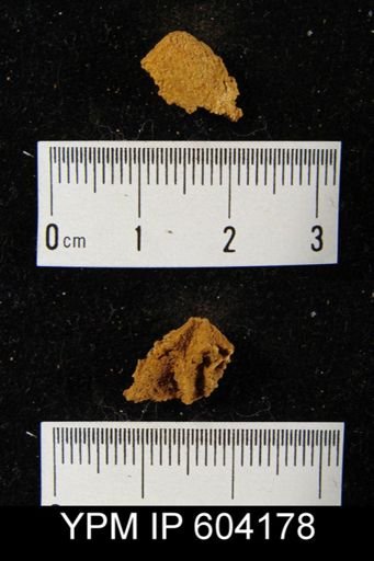 Meristella arcuata