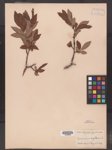 Vaccinium corymbosum