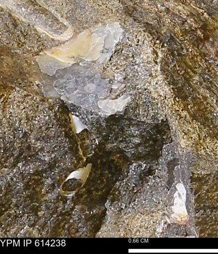 undet. Mollusca