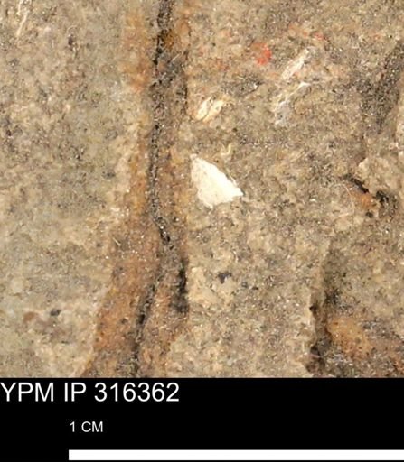 undet. Mollusca