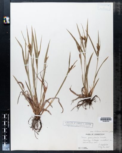 Carex granularis