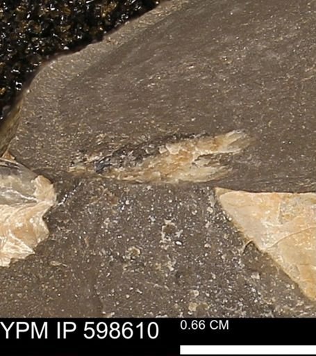Inoceramus sp.