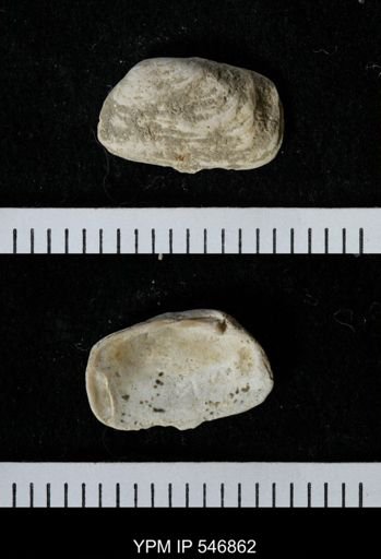Saxicava arctica