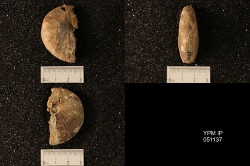 Hoploscaphites nicolletii