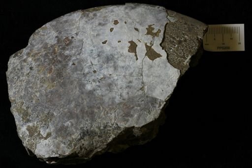 Pteria linguiformis