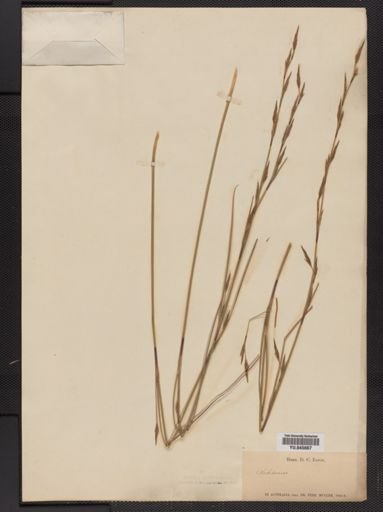Schoenus