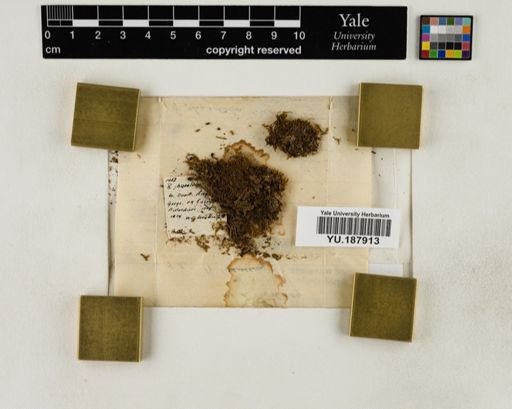 Plantae