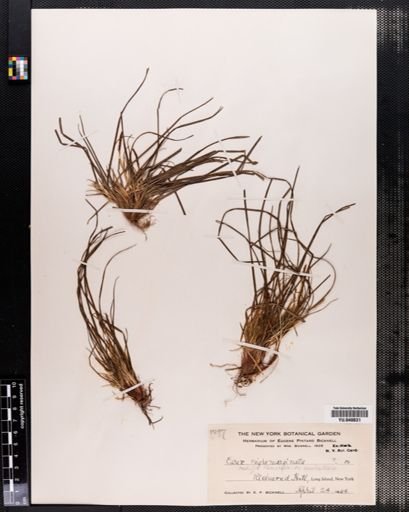 Carex nigromarginata