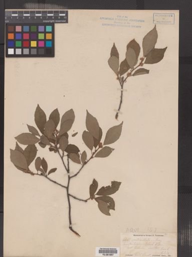 Ilex verticillata