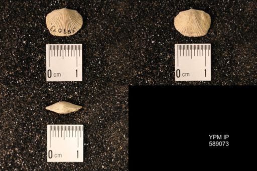 Dinorthis subquadrata