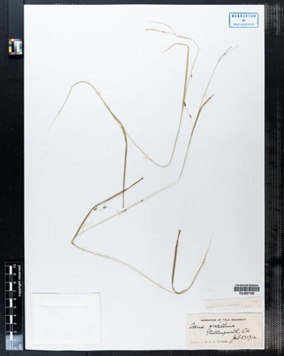 Carex gracillima