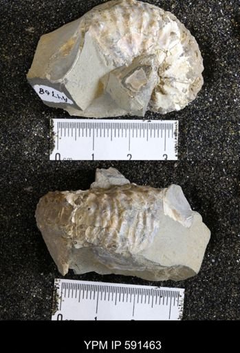 Hoploscaphites