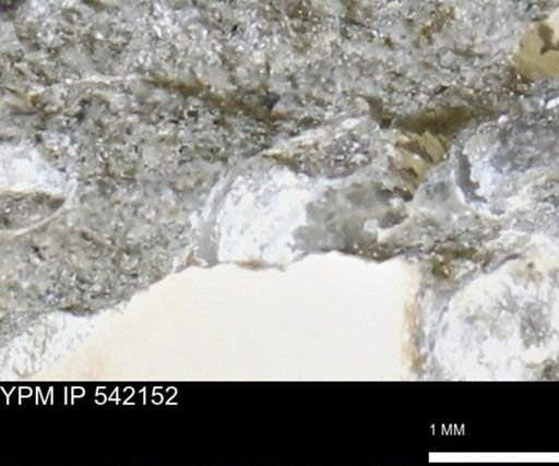 Corbulamella gregaria