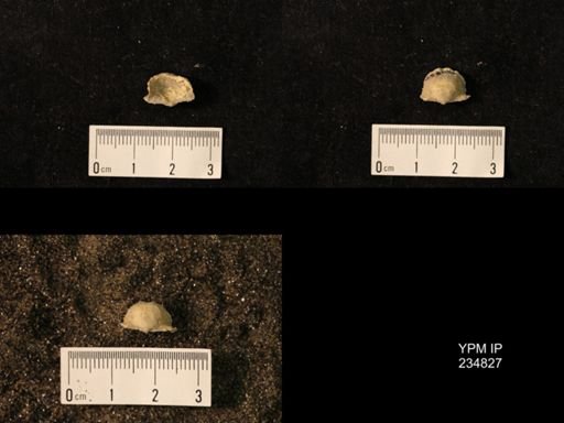 Marginifera wabashensis var. armata