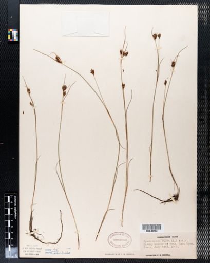 Rhynchospora fusca