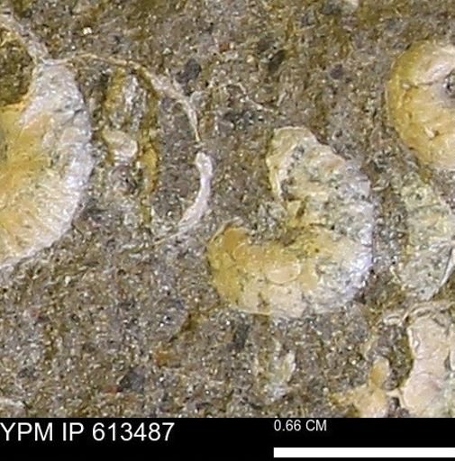Scaphites sp.