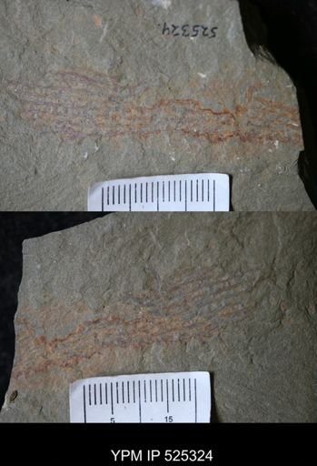 undet. Dendroidea