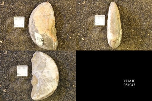 Hoploscaphites comprimus