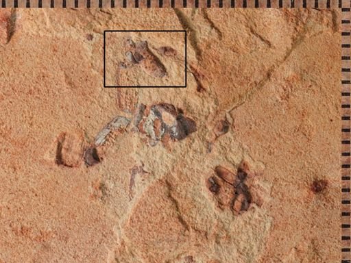 undet. Coleoptera