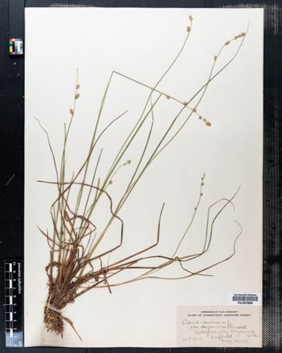 Carex canescens