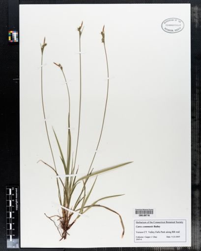 Carex communis