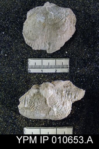 Productus semireticulatus hessensis