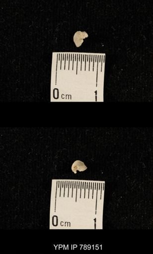 undet. Brachiopoda